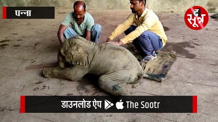 पन्ना:टाइगर रिजर्व में बढ़ा हाथियों का कुनबा, हथिनी केनकली ने दिया बच्चे को जन्म