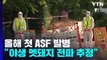 강원 홍천에서 올해 처음 ASF 발병...감염 멧돼지가 원인? / YTN