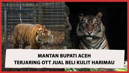 Diduga Jual Kulit Harimau, Mantan Bupati Bener Meriah Ditangkap
