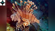 Weirdest Deep Sea Creatures || FACTS || TRIVIA || part 3