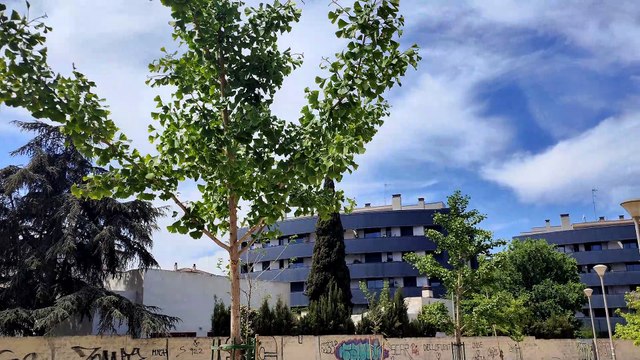 OPPO Find X5 Pro 4K día