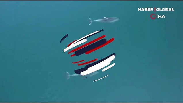 Yunuslar görsel şölen oluşturdu