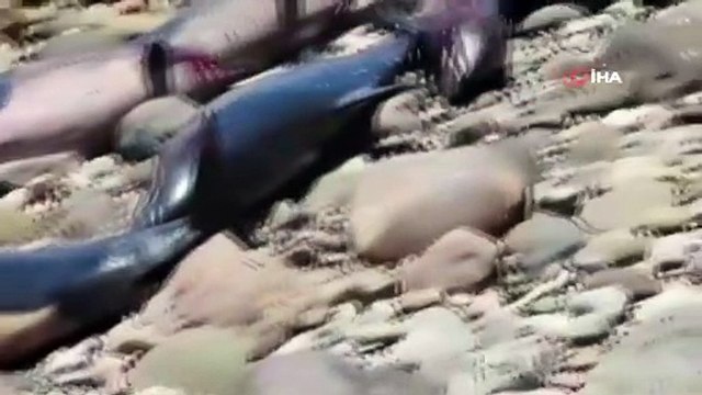 Sahil kana bulandı! 30 yunus karaya vurdu