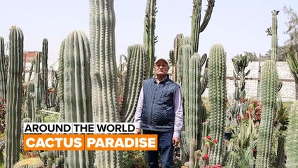 Inside one of the world's biggest cactus farms