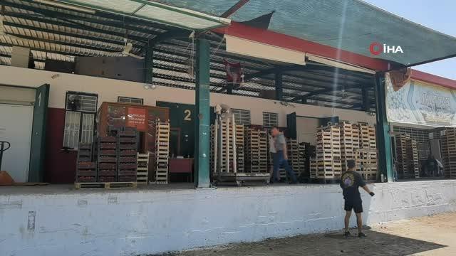 Çilek köyünde ilk hasat başladı; 5 ülkeye ihraç edilecek