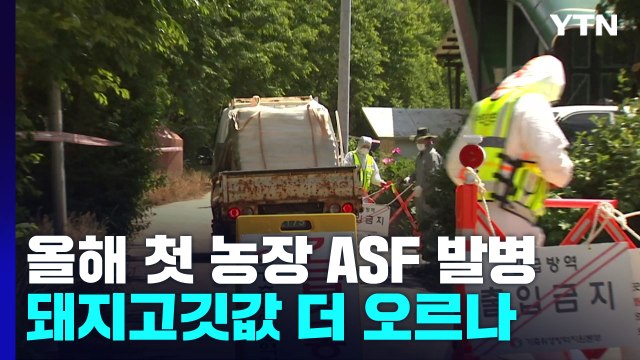 돼지 농장서 올해 첫 ASF 발병...돼지고기 가격 더 오르나? / YTN
