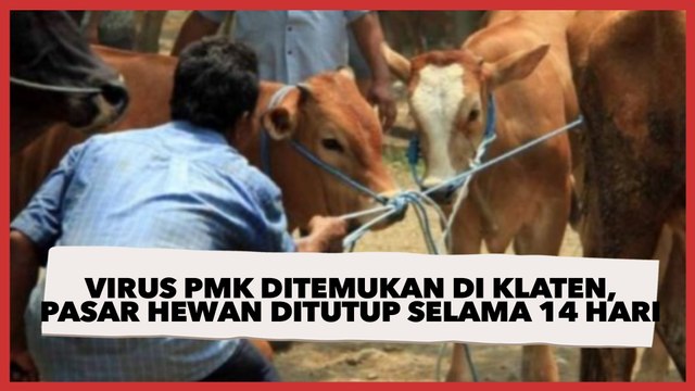 Duh! Kasus Virus PMK Ditemukan di Klaten, Seluruh Pasar Hewan Ditutup Sementara Selama 14 Hari