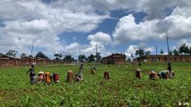 DRC women launch agricultural project to feed prisoners