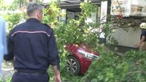 Kadıköy'de ilginç anlar: Otomobil üzerine devrilen ağaçtan dut topladılar