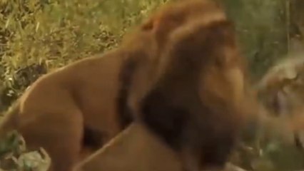 Singa Vs Harimau, Siapa Rajanya