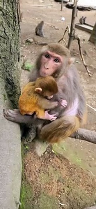 The baby wants to breastfeed and the mother won't give it?
