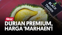 Durian premium, harga 'marhaen'!