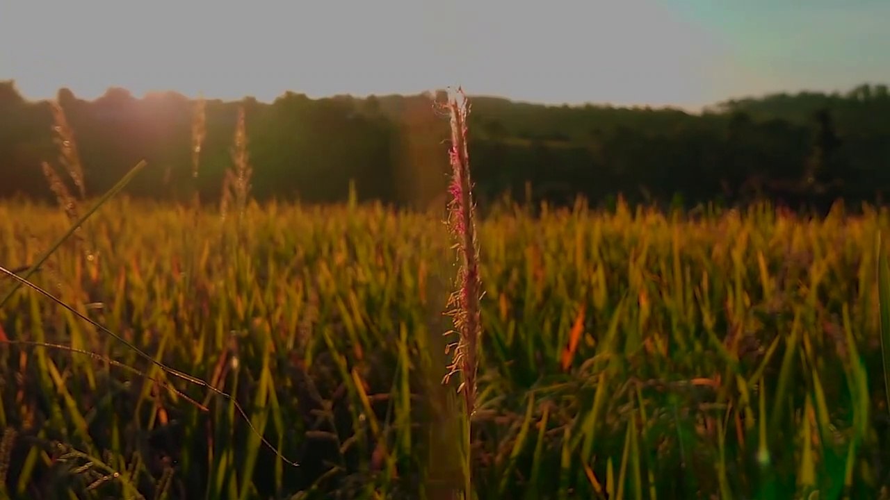 Sunset di Sawah