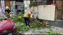 Kadıköy'de üzerine ağaç devrilen otomobilde hasar oluştu