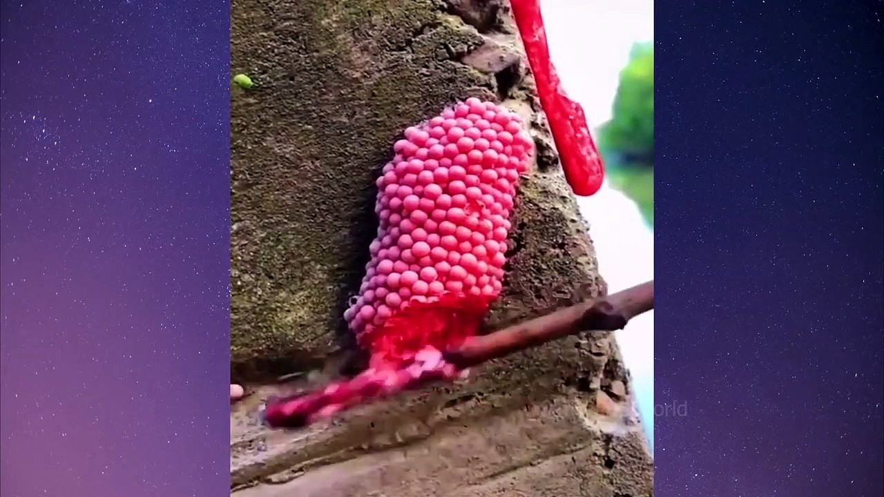 No Music ASMR Satisfying Video With Original Sound That Relaxes You Before Sleep