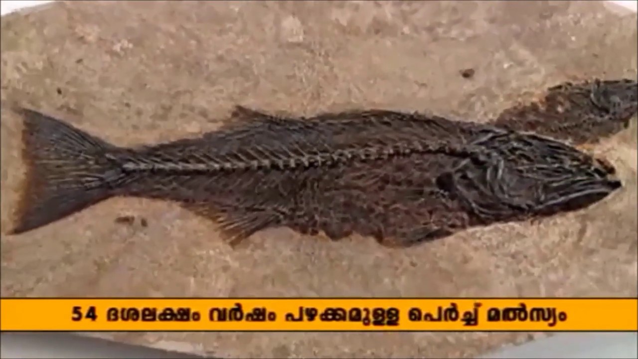 evolution malayalam