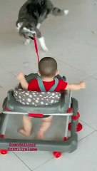 Pup Pulls Little Guy with Leash