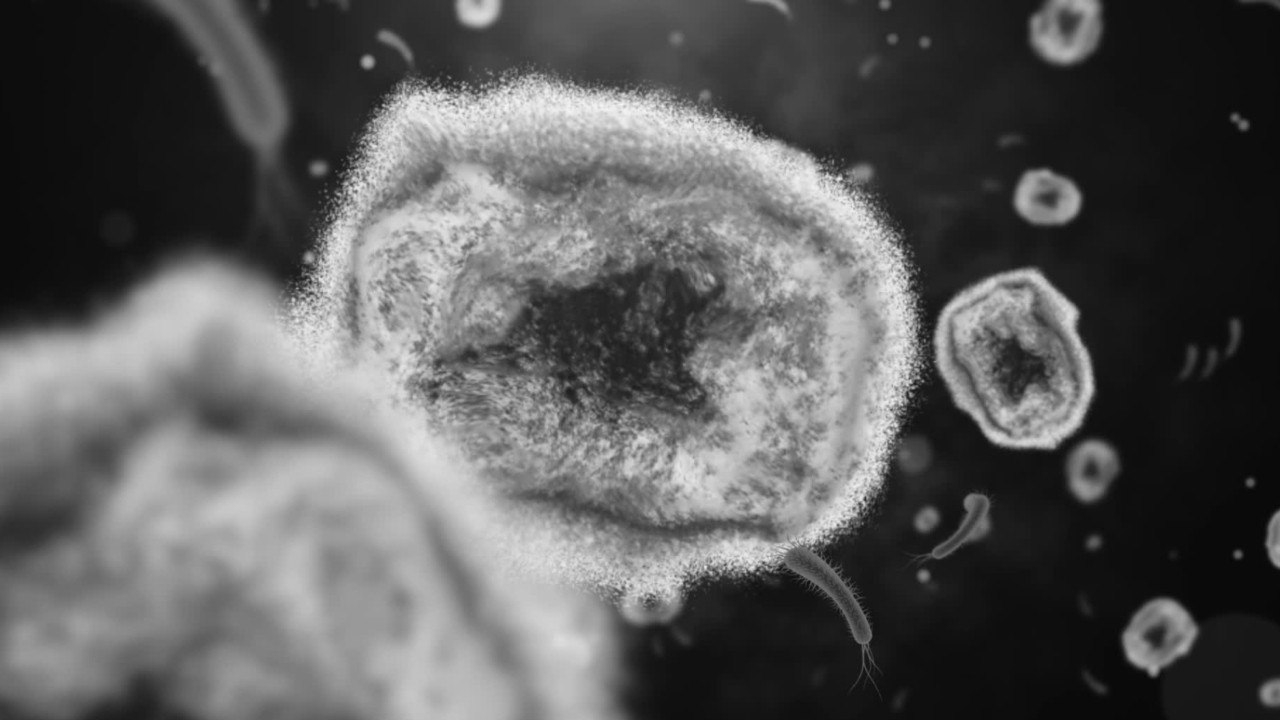 Übertragung: Wie steckt man sich mit Affenpocken an?