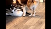 Huskies Being Dramatic & Weird - Funny and Cute Husky Puppies