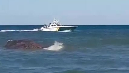 Muere en Valencia la ballena rescatada en Mallorca