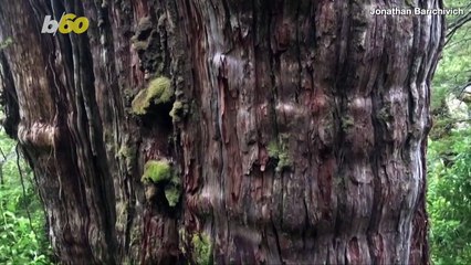 This Alerce Tree in Chile Could Be the World’s Oldest Still Living