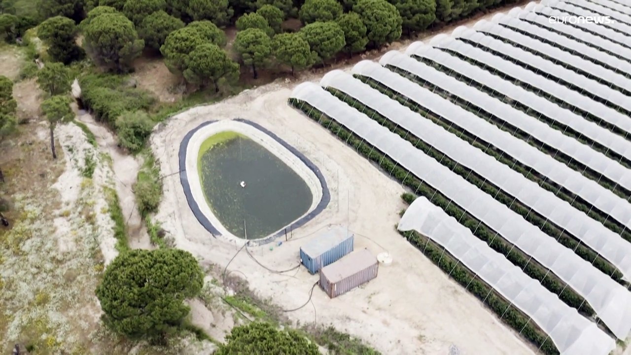 Kampf ums Wasser zwischen Erdbeeren und Nationalpark im Süden Spaniens