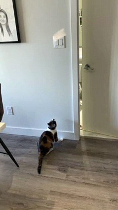 Cat Turns on Light