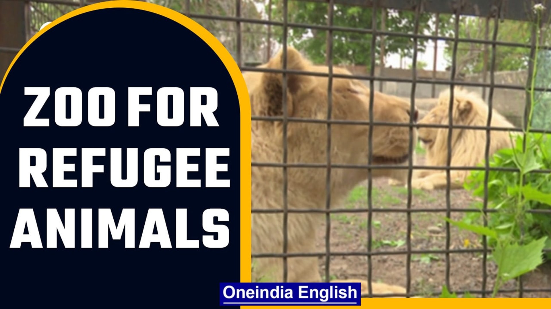 ⁣Odesa’s zoo offers refuge to animals from war regions | Oneindia News