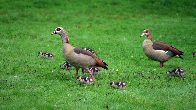 Mother goose with her chicks
