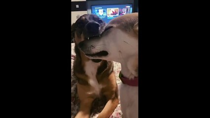 Trusting Pup Gets Face Massaged