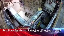 جمل شارد يثير الرعب داخل محل تجاري في صنعاء (فيديو)