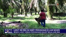 Luhut: Hampir 500 Ribu Hektare Kebun Sawit di Indonesia Tapi Kantor Pusatnya di Luar Negeri!