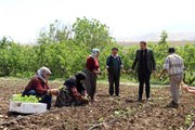 Şırnak'ta atıl durumdaki araziler üretimle değerleniyor