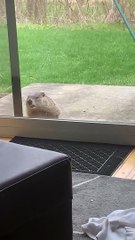 Cat Meets Groundhog at the Glass