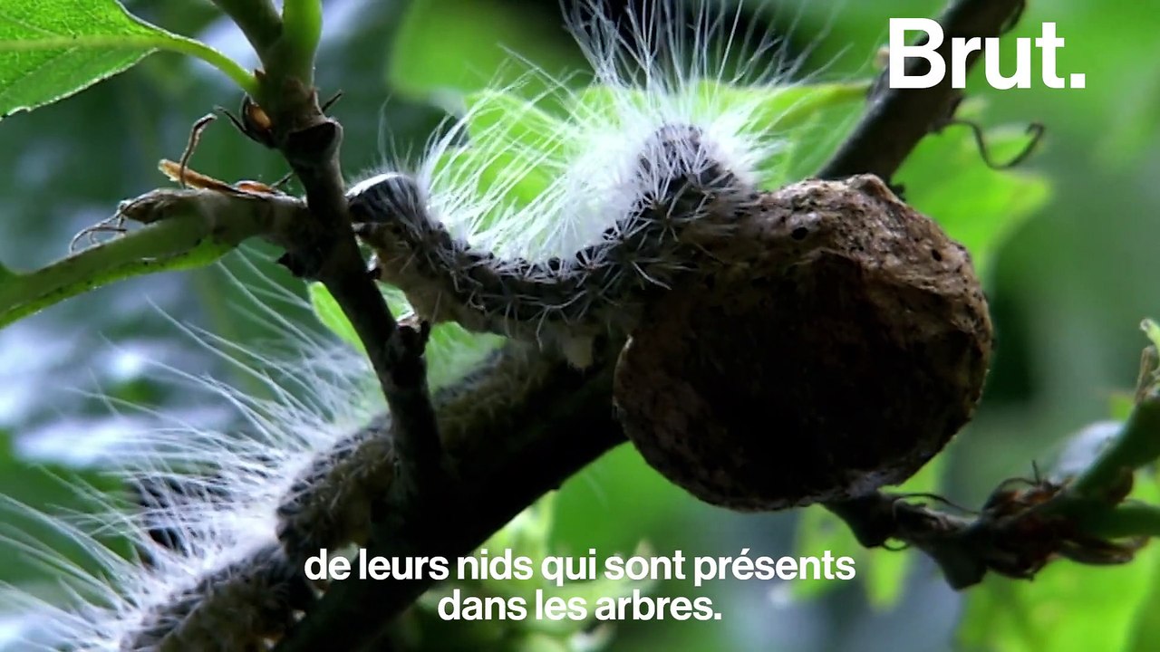 Les dangers des chenilles processionnaires