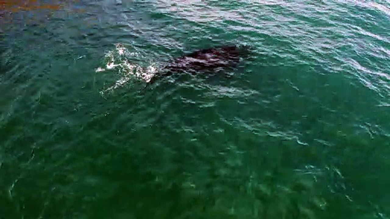 Whales_Drone