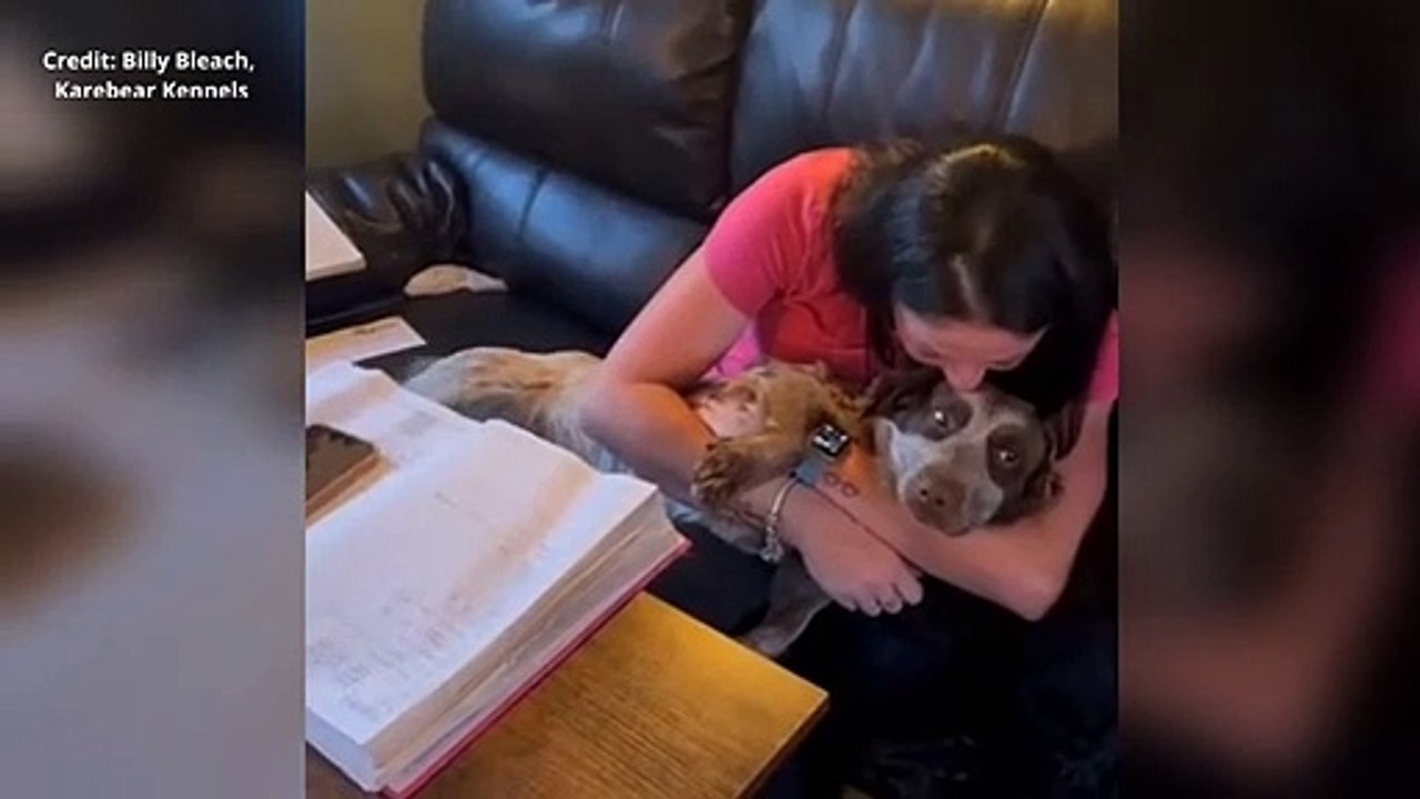 Beethoven the dog is recovering after being thrown from a car