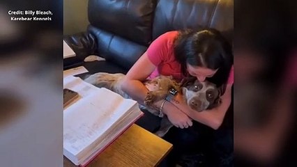 Beethoven the dog is recovering after being thrown from a car