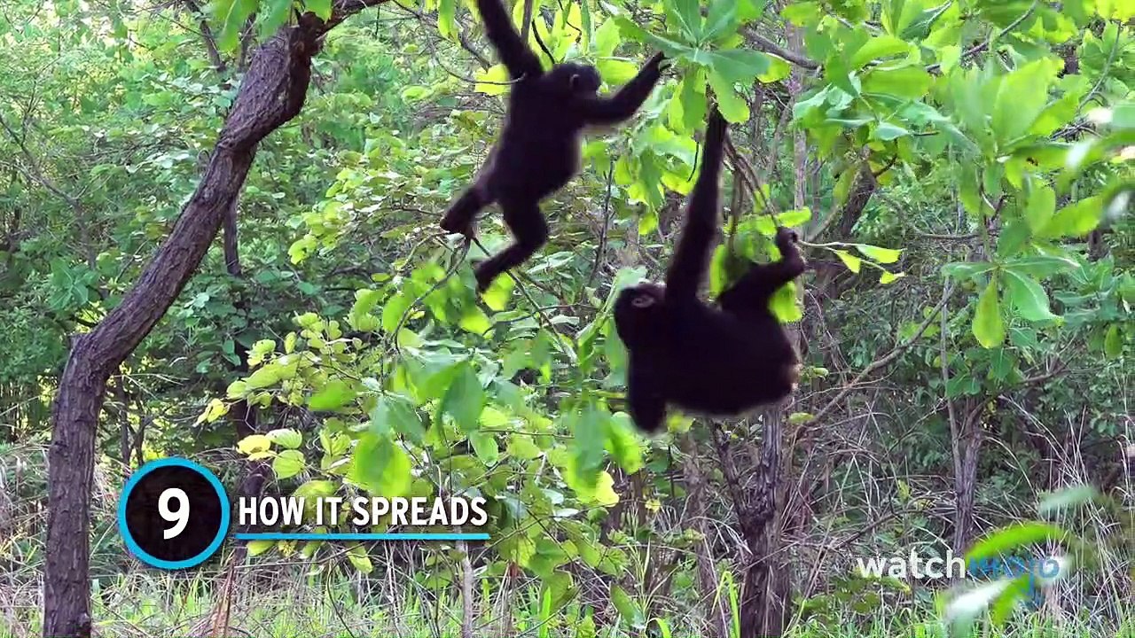 Top 10 Things You Need to Know About MonkeyPox