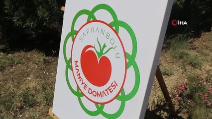 Karabük'ün yerli domatesi 'maniye'nin fideleri toprakla buluştu