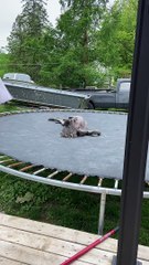 Great Dane Naps on Trampoline