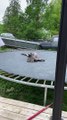 Great Dane Naps on Trampoline