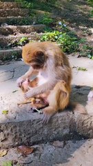 What is this mother doing with the baby monkey