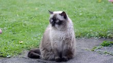 Cute Cats Fell In Love With Their Owner - Best Relationship Ever!!