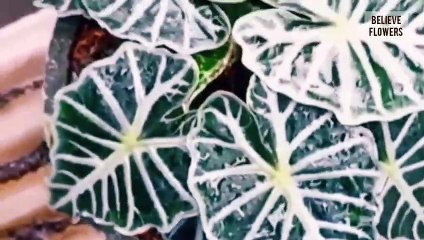Tanaman hias alocasia parasol tercantik