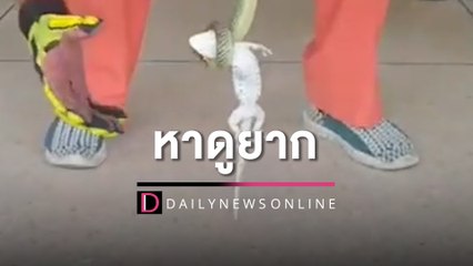 ‘งูเขียวกินตับตุ๊กแก’ คอหวยแห่ส่องบ้านเลขที่ เชื่อมาให้โชค | HOTSHOT เดลินิวส์ 28/05/65