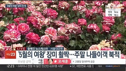 Скачать видео: 천만 송이 장미 '활짝'…주말 나들이객 북적