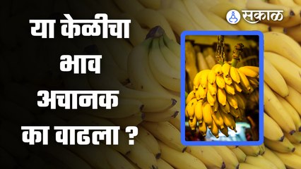 Banana Rates | अर्धापूरच्या केळीला का खातेय भाव? | Sakal Media |