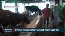 Wabah PMK Meluas, Peternak Kurangi Populasi Sapi Perah Agar Tidak Semakin Merugi