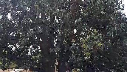 दौसा.घटती जा रही है आम में मिठास व कैरी में खटास